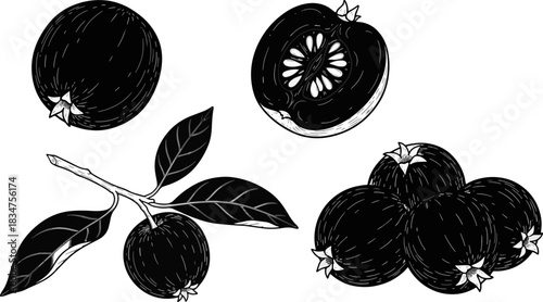 Black and White Illustration of Apples and Apple Tree Branch