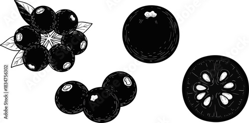 Black and White Illustration of Fresh Berries and Tomato Slices for Food and Cooking Content