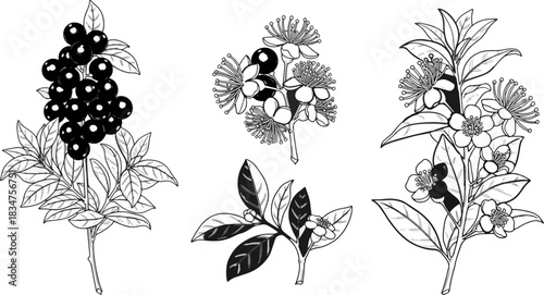 Black and White Botanical Illustration of Coffee Plant and Flowers