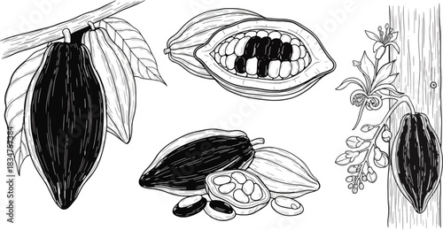 Cacao Pods and Beans Illustration in Black and White Artistic Style