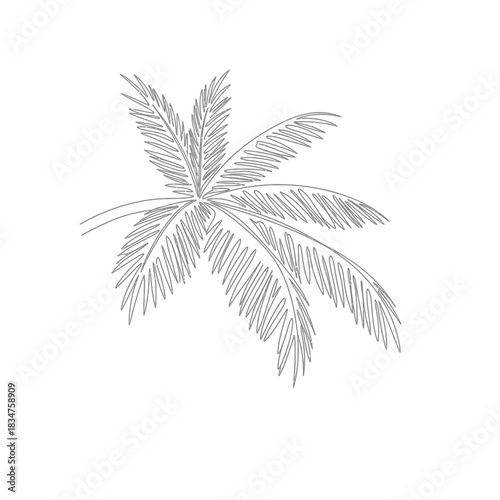 Detailed sketch of a palm tree frond against a white background