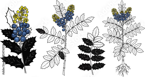 Botanical Illustration of Blueberry Plant with Yellow Blossoms and Leaf Details