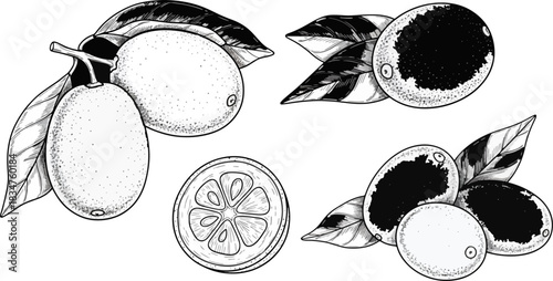 Lemon Fruit with Leaves and Slice in Black and White Illustration