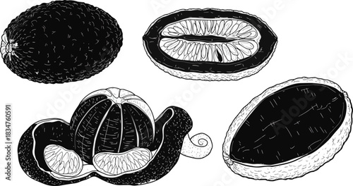 Assorted Fresh Exotic Fruits Illustration in Black and White Line Art