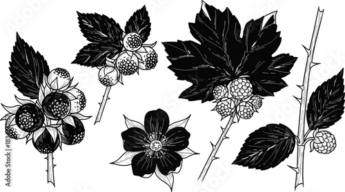 Black and White Botanical Illustration of Blackberry Plants with Leaves and Flowers