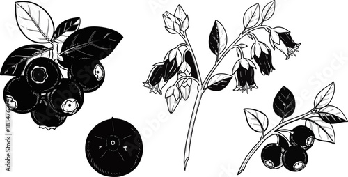 Black and White Botanical Illustration of Blueberry and Basil Plants