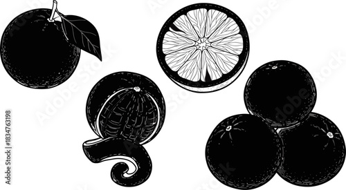Line Drawing of Citrus Fruits Including Orange Lemon and Grapefruit