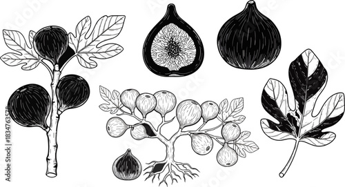 Detailed Black and White Illustration of Fig Tree Leaves and Fruits