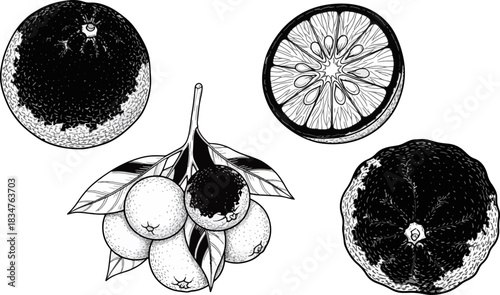 Black and White Illustration of Citrus Fruits Including Orange Lemon and Grapefruit