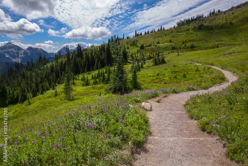 A winding trail surrounded by purple wildflowers at Mt. Rainier National Park in summer
