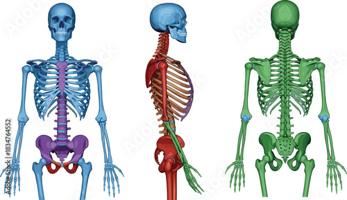 Anterior, Lateral, and Posterior Anatomy Set Illustrating Axial and Appendicular Bone Structures for Education