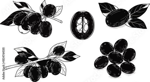 Illustration of Coffee Berries and Fruit in Black and White Line Art