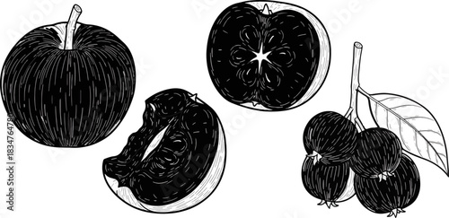 Black and White Illustration of Apple and Guava Fruits with Leaves