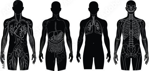 Circulatory, Digestive, Respiratory, and Skeletal Anatomy Set Vector Illustration for Medical and Educational Content