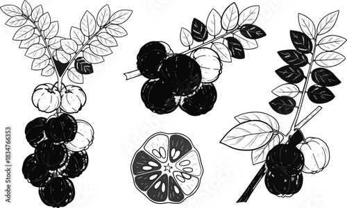Line Drawing of Ripe Gooseberry Berries and Leaves with Cross Section