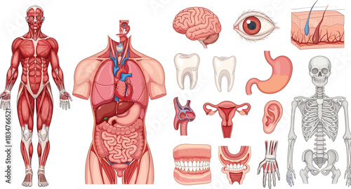Comprehensive Human Anatomy Infographic Set Showing Muscular, Skeletal, and Internal Organ Systems Including Brain, Heart, Teeth, and Female Reproductive Organs for Education.