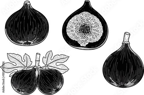 Black and White Line Drawing of Onions and Figs with Leaves for Culinary or Botanical Illustration