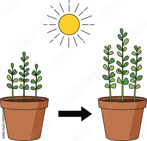 Young potted plants growing taller under bright sunlight illustrating natural development, healthy foliage, and organic gardening progress over time