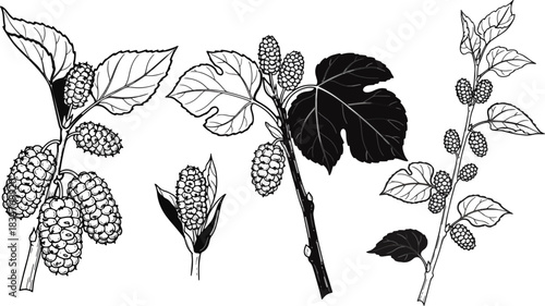 Black and White Illustration of Coffee Plant with Berries and Leaves