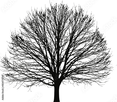 Striking silhouette of a bare winter tree with intricately spread branches devoid of leaves presented against a clean background ideal for seasonal promotions and nature themed designs
