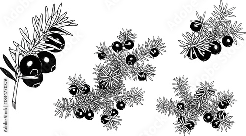 Blackberry Branches with Berries and Leaves in Artistic Monochrome Style