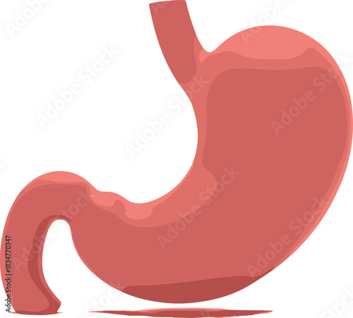 Detailed human stomach internal organ anatomy illustration, isolated on white background, pink and red medical vector for health, digestion, and biology science.