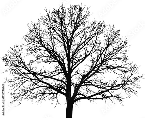 Striking black silhouette of a bare winter tree with widely spread branches devoid of leaves presented on a clean white background ideal for graphic design and seasonal themes
