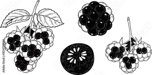 Black and White Sketch of Fresh Grapes and Kiwi Fruit
