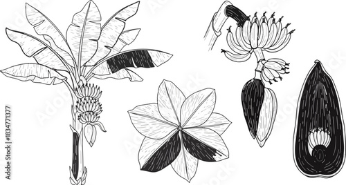 Botanical Illustration of Banana Plant Flower Leaf and Fruit in Line Art Style