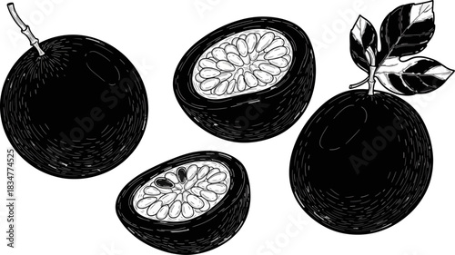 Black and White Illustration of Oranges with Leaves and Halves in Hand Drawn Style