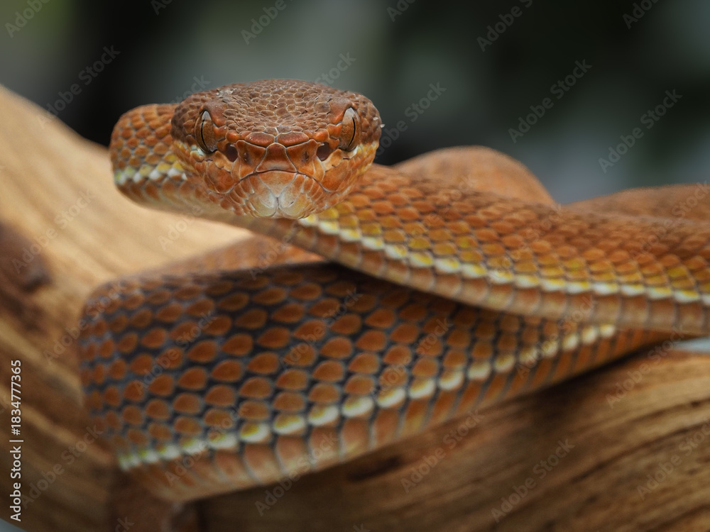 Fototapeta premium A coiled viper with vibrant orange and yellow keeled scales, showing detailed texture and large eyes against a dark, blurred background, 05 December 2025 Indonesia
