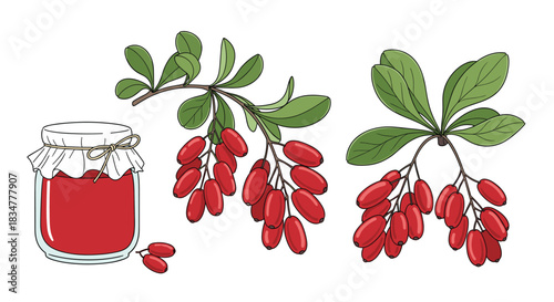 A beautiful set of barberry illustrations including two branches with red berries and leaves and a glass jar of fresh jam.jpg