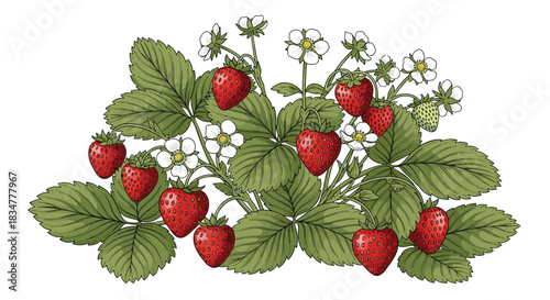 A lush and detailed botanical illustration of a strawberry plant featuring ripe red berries white flowers and green leaves.jpg