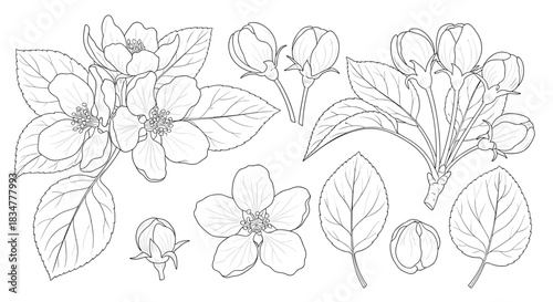 A beautiful and detailed collection of hand-drawn apple blossom flowers buds and leaves in a classic monochrome sketch style.jpg