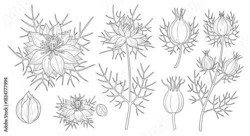Detailed botanical illustration set of Nigella sativa also known as black cumin showing flowers seeds and plant parts.jpg
