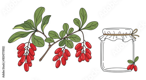 A charming illustration of a fresh barberry branch with red berries next to an empty glass jar for making homemade jam.jpg