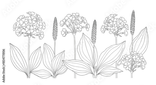 A beautiful line art illustration of various meadow wildflowers including plantain and phlox arranged in a horizontal border.jpg
