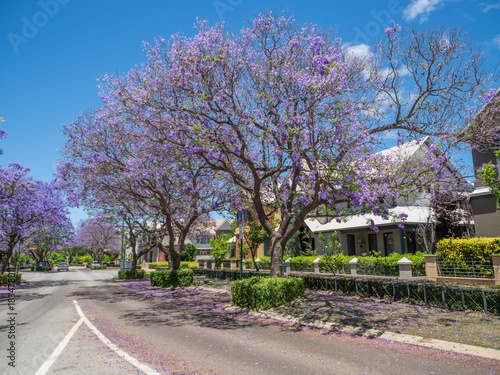 Jacaranda Trees in Subiaco