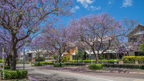 Jacaranda Trees in Subiaco