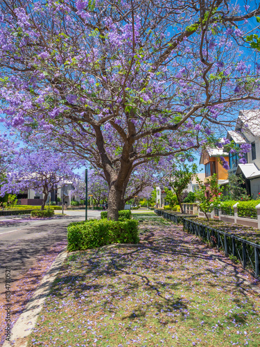 Jacaranda Trees in Subiaco