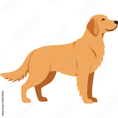 Golden Retriever Dog Standing Profile View Simple Flat Illustration Isolated On Black Background