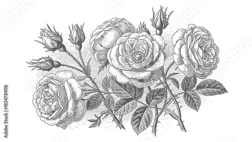 Vintage black and white botanical illustration of a cluster of blooming roses and rosebuds with detailed leaves and thorny stems.