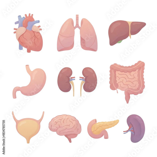 Visceral Gallery in Vector: Detailed, Vibrant Illustrations of Major Organs, Tissues, and Digestive-Tract Structures for Learning and Visual Work