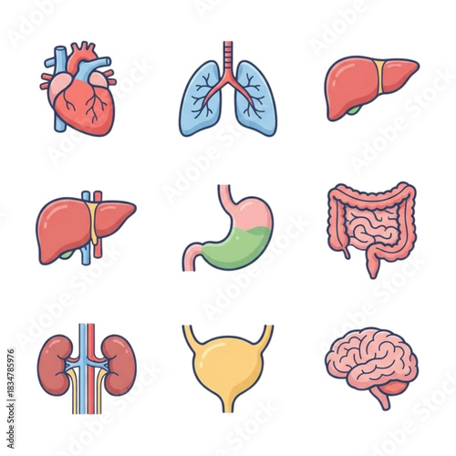 Anatomy in Color: A Comprehensive Vector Illustration Set of Human Organs and Internal Systems for Educational and Design Use