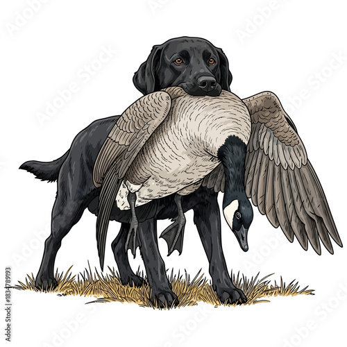 Black Labrador dog retrieving a Canada goose waterfowl game bird standing on hay