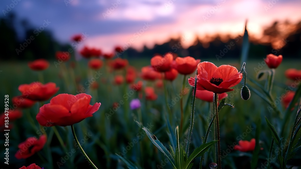 Obraz premium Vibrant Red Poppies Blooming at Sunset in a Scenic Natural Landscape