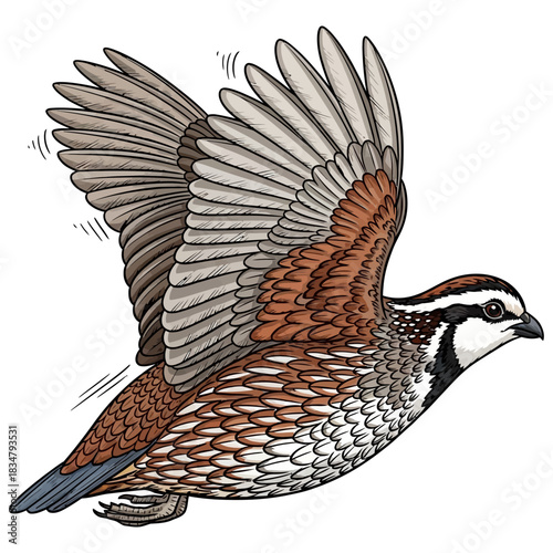 quail hunting illustration logo vector image t shirt