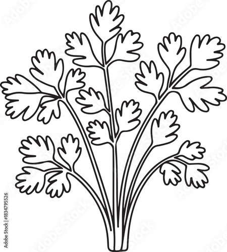 Fresh parsley vector outline drawing for culinary themes and healthy food concepts