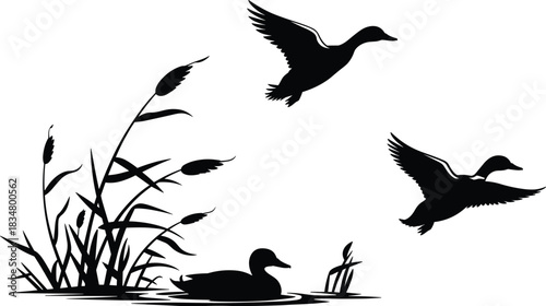Black silhouette ducks flying and swimming on lake with reeds, vector illustration of wild birds in nature, wildlife, and wetland landscape scene