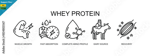 Whey protein icons depict muscle growth, fast absorption, and recovery. Outline icons set.